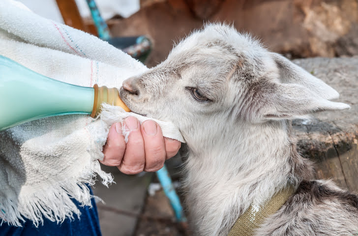 Découvrez les Bienfaits du Savon au Lait de Chèvre pour une Peau Rayonnante